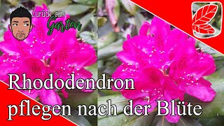 Rhododendron pflegen nach der Blüte  Quicktipp der Woche [upl. by Greenlee947]