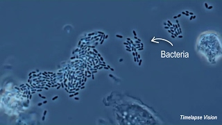 Immune Cells Eating Bacteria Phagocytosis [upl. by Yorick]