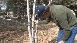 How to Prune MultiStem Trees [upl. by Dippold]