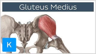 Gluteus Medius Muscle Origin Insertion Innervation amp Function  Anatomy  Kenhub [upl. by Lorelle551]