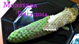 Monstera Deliciosa Review  Weird Fruit Explorer  Ep 108 [upl. by Arutek731]