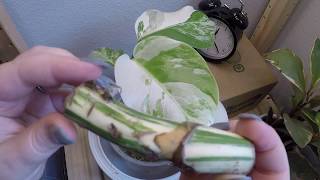 Timelapse Variegated Monstera Easy Propagation with Stem Node CuttingWet Stick [upl. by Nisotawulo]