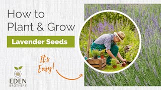 Lavender  How to Grow from Seed [upl. by Eniaj898]