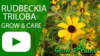 Rudbeckia triloba  grow amp care Browneyed susan [upl. by Hube]