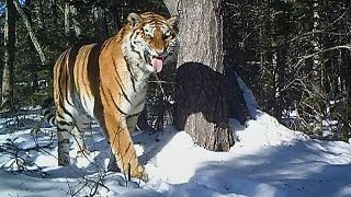 La BBC capta a un tigre siberiano a 40º [upl. by Yerocal]