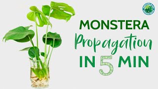 Monstera Propagation in 5 minutes  Houseplant Resource Center [upl. by Leinehtan111]