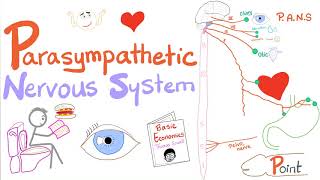 Parasympathetic Autonomic Nervous System PANS 🧠  Origin Relay and Response  ANS  Physiology [upl. by Enieledam]