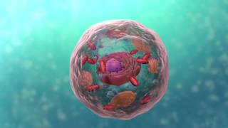 A Level Biology Topic 1 Cell Structure [upl. by Favin972]