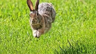 Bunny Rabbits Running In Circles Compilation 2014 NEW [upl. by Preuss224]