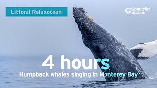 LIVE Ocean Sounds From Monterey Bay — Humpback Whales Singing Into The Deep  Littoral Relaxocean [upl. by Nilo]