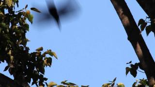 Crows Mobbing a Bald Eagle [upl. by Barbey]