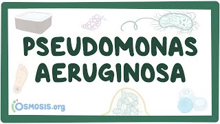 Pseudomonas aeruginosa  an Osmosis Preview [upl. by Giff]