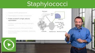 Staphylococci – Microbiology  Lecturio [upl. by Sower]