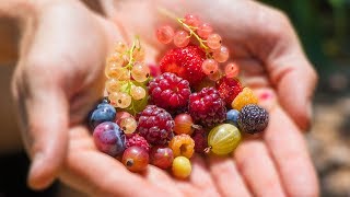 Harvesting 12 DIFFERENT kinds of BERRIES at ONCE from the GARDEN [upl. by Carol-Jean]