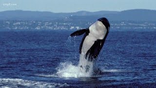 Hydrophone broadcasts live orca sounds [upl. by Benn]