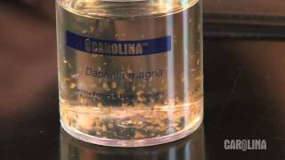 How to Care for Daphnia [upl. by Adnwahsal]