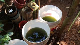 How to grow Green Water Algae [upl. by Palmer742]