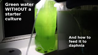 Green Water WITHOUT a Starter Culture  From Scratch  How To [upl. by Ariadne208]