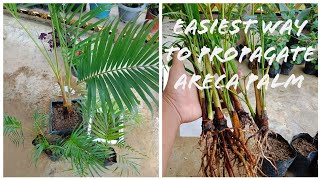 How to grow areca palm [upl. by Tare994]