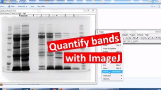 Quantifying bands on SDSPAGE using ImageJ [upl. by Eocsor]