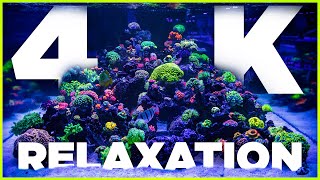 4K Reef Aquarium Relaxation amp Chill 4 HoursWorld Wide Corals [upl. by Layne93]