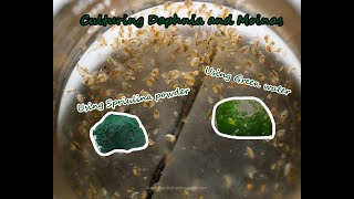 How To Culture Daphnia and Moinas using Green Water Spirulina powder [upl. by Alamac]