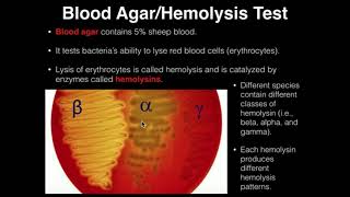 Microbiology HemolysisBlood Agar [upl. by Ellerol]