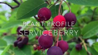 Serviceberry Plant Profile [upl. by Medardas]