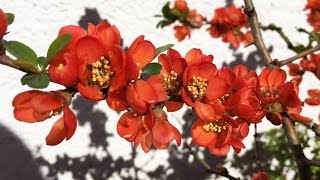 Chaenomeles Japonica Zierquitten [upl. by Briscoe729]