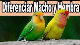 Diferenciar Agapornis Machos Y Hembras [upl. by Airotnahs53]