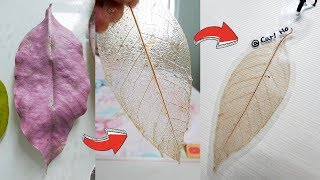 【DIY教學】 真葉製成透明葉脈書籤 Skeleton Leaf from dead leaf [upl. by Trix818]