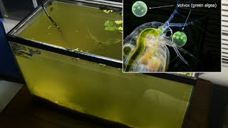 Raising Daphnia for the Freshwater Aquarium [upl. by Kanya]