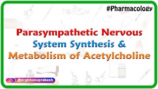 1Parasympathetic nervous system  Synthesis and Metabolism of Acetylcholine  ANS Pharmacology [upl. by Halil]