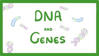 GCSE Biology  DNA Part 1  Genes and the Genome 63 [upl. by Robena703]