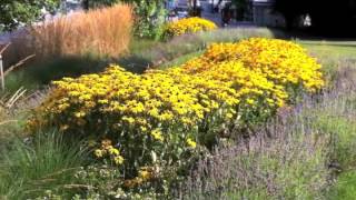 Rudbeckia fulgida sullivantii Goldsturm  Black Eyed Susan [upl. by Birch]