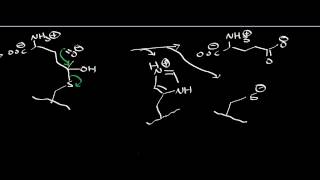 Biochemistry  Glutaminase  Catabolism of Glutamine [upl. by Atikihs]