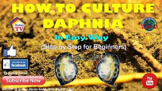 HOW TO CULTURE DAPHNIA In Easy Way [upl. by Jolanta791]