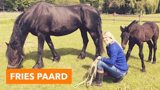 Fries paard met veulen  PaardenpraatTV [upl. by Lontson916]