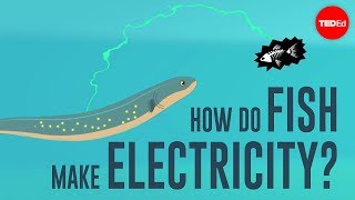 How do fish make electricity  Eleanor Nelsen [upl. by Yditsahc263]