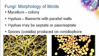 Introduction to Clinical Mycology Part 1 Hot Topic [upl. by Suvart]