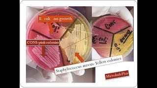 Mannitol salt agar  Staphylococcus aureus  MSA [upl. by Henley]